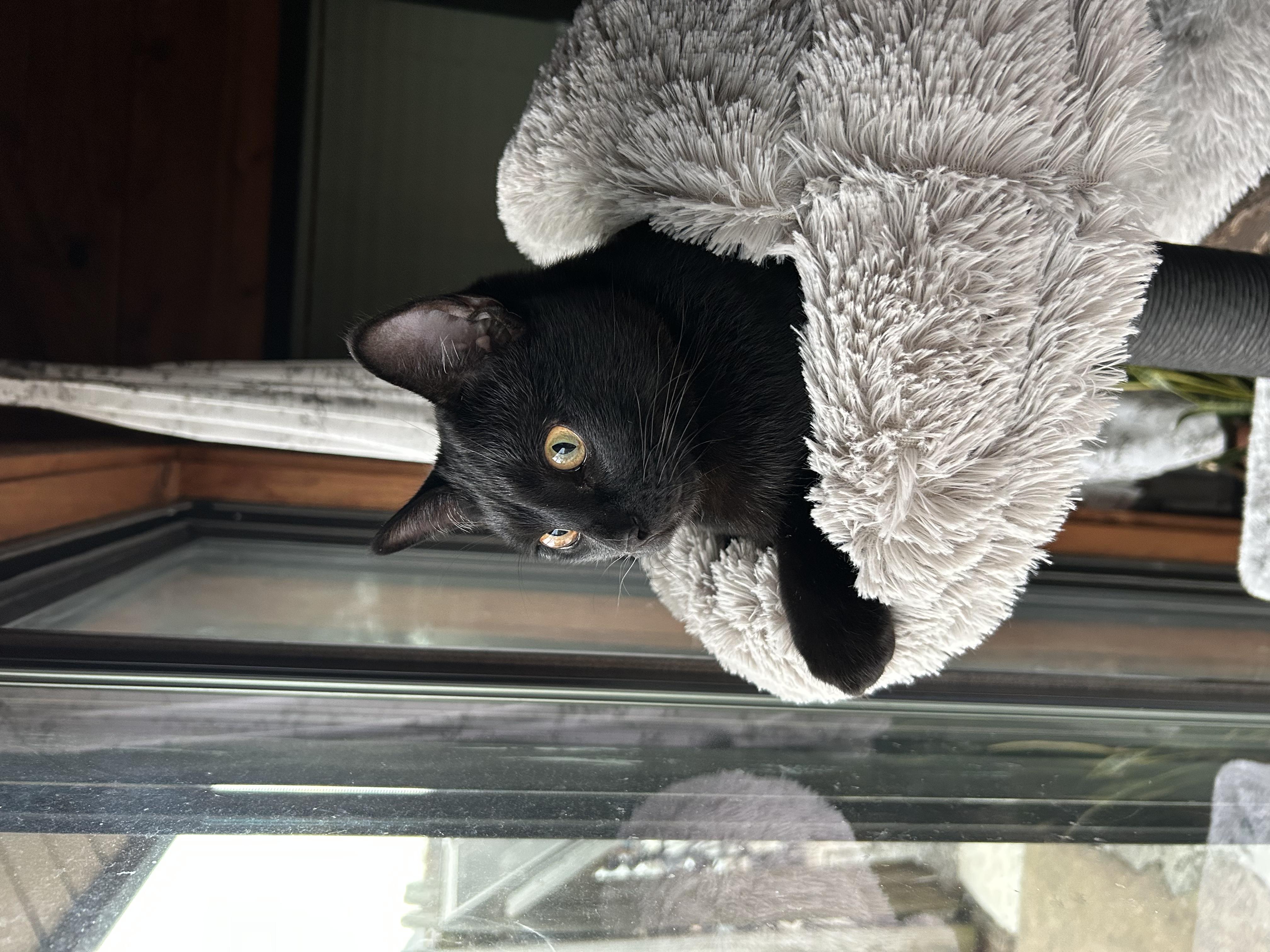 Cat photo